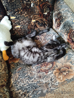 Фото №1. бенгальская - купить в Казани за 1000000₽. Объявление №147045