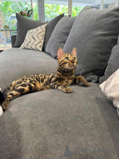 Фото №1. бенгальская - купить в Каруж за 69575₽. Объявление №152751