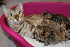 Фото №3. Котята бенгальской кошки теперь продаются в Австрии. Австрия