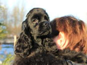 Фото №3. Очень милый и интересный щенок американского кокер спаниеля все ждет свою маму..  Беларусь