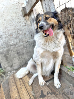 Фото №2 к объявлению №154360 о продаже беспородную - купить в России из приюта