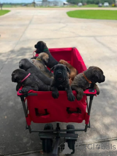Фото №3. Nuttede Cane Corso очень красив и безопасен для всех.  Дания