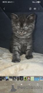 Фото №3. Beautiful and well-groomed, playful and incredible friends. США