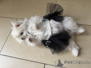 Фото №2 к объявлению №147826 о продаже кеесхонда - купить в Германии 