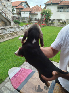 Фото №3. Beagle щенки на продажу.  Сербия