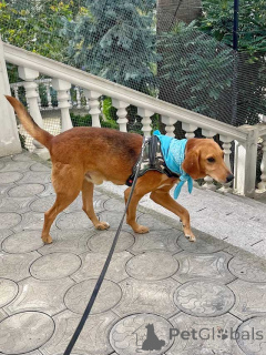 Фото №1. беспородная - купить в Москова за Бесплатно. Объявление №159233