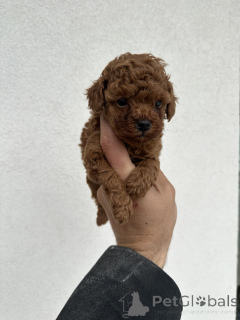 Фото №2 к объявлению №138755 о продаже пуделя (той) - купить в Сербии 