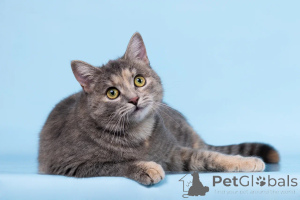 Фото №4. Продам  в Химках из приюта - цена Бесплатно