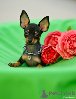 Фото №2 к объявлению №160398 о продаже русского тоя - купить в Израиле из питомника