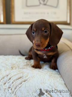 Фото №1. такса - купить в Берлине за 51022₽. Объявление №167658