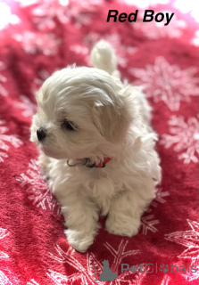 Фото №3. потрясающие щенки мальтеса.  США