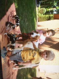 Дополнительные фото: Щеночки русской Гончей. Нам полтора месяца.