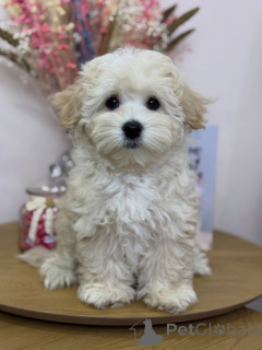 Фото №4. Продажа мальтипу в Кальво частное объявление - цена договорная