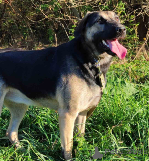 Фото №2 к объявлению №166920 о продаже беспородную - купить в Беларуси частное объявление