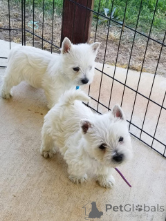 Фото №1. вест-хайленд-уайт-терьер - купить в Лондонский район Камден за Бесплатно. Объявление №150507