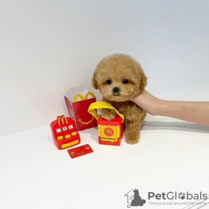 Фото №3. Пудель.  США