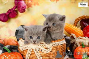 Фото №4. Продам британскую короткошёрстную в Амстердам заводчик - цена договорная