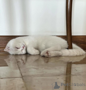 Фото №2 к объявлению №165467 о продаже  - купить в Франции 