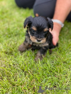 Фото №3. Teacup Yorkshire Terrier Puppy for free adoption.  Германия