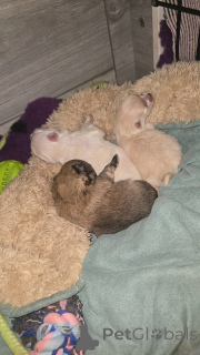 Фото №4. Продажа  в Андерлехт частное объявление - цена 74214₽