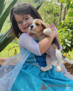 Фото №3. Щенки бигля ищут.  Германия