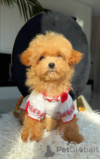 Фото №2 к объявлению №163965 о продаже мальтийскую болонку - купить в Германии заводчик