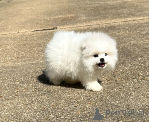 Фото №1. померанский шпиц - купить в Брюсселе за Бесплатно. Объявление №154637