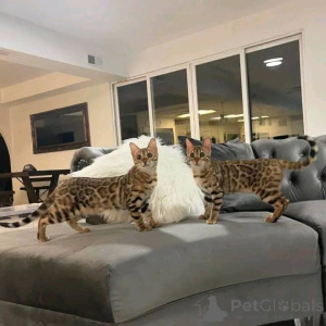 Фото №1.  - купить в Вспоминание за 92767₽. Объявление №161554