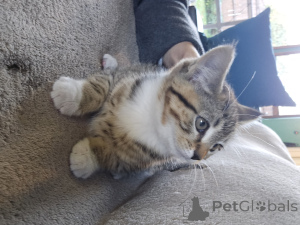 Фото №1. рагамаффин - купить в Ютика за договорная. Объявление №156550