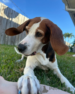 Фото №2 к объявлению №159191 о продаже оттерхаунда - купить в Бельгии частное объявление