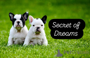 Фото №1. французский бульдог - купить в Валево за договорная. Объявление №160167