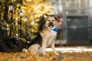 Фото №2 к объявлению №156697 о продаже беспородную - купить в России частное объявление