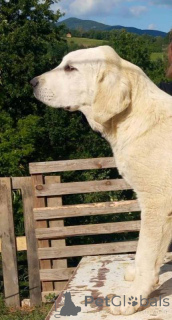 Фото №3. Алабайский центр азиатская овчарка.  Сербия