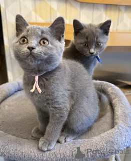 Фото №1. британская короткошёрстная - купить в Париже за 250₽. Объявление №156144