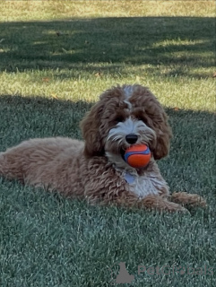 Фото №2 к объявлению №157219 о продаже лабрадудля - купить в Финляндии частное объявление