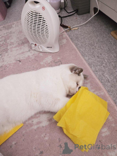 Фото №4. Продам британскую короткошёрстную в Баденхайм  - цена 21336₽