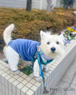 Фото №2 к объявлению №144432 о продаже вест-хайленд-уайт-терьера - купить в Великобритании заводчик