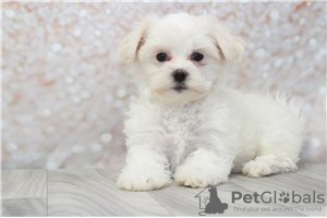 Фото №3. Cute Maltese puppies available for free adoptoin.  Германия