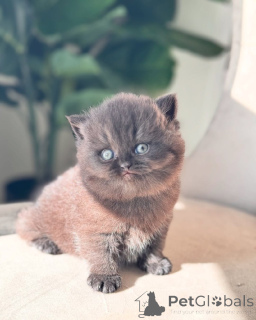 Фото №3. Британский Курцхаар Зур Вермиттлунг. Германия