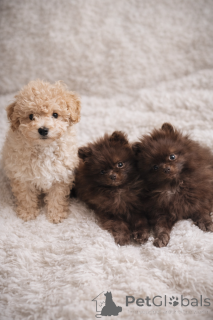 Фото №3. Миниатюрный шпиц/померанский шпиц, шоколадный паспорт!.  Польша