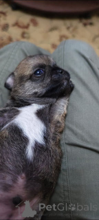 Фото №3. Продаю щенка чихуа (мальчик).  Россия