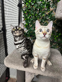 Фото №2 к объявлению №152756 о продаже бенгальская - купить в Швейцарии частное объявление