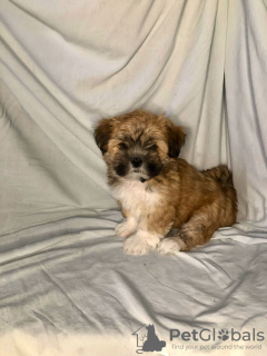 Фото №3. Девочки лхаса апсо.  Россия