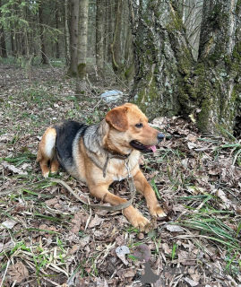 Фото №4. Продажа беспородную в Москва  - цена Бесплатно