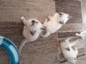 Фото №4. Продам рэгдолла в Ixelles частное объявление, заводчик - цена 62154₽