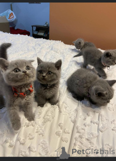 Фото №1. европейская короткошерстная - купить в Арел за 64937₽. Объявление №161425