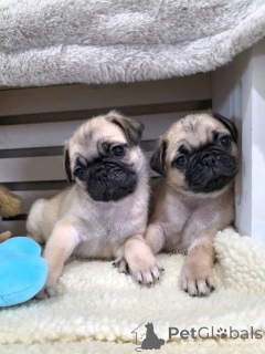 Фото №1. мопс - купить в Грань за договорная. Объявление №164993