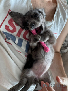 Фото №4. Продажа таксу в Берлине заводчик - цена договорная