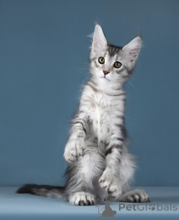 Фото №2 к объявлению №138373 о продаже мейн-кун - купить в России частное объявление