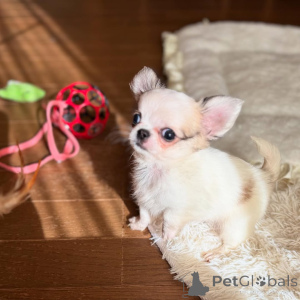 Фото №3. Щенки чихуахуа на усыновление.  Германия